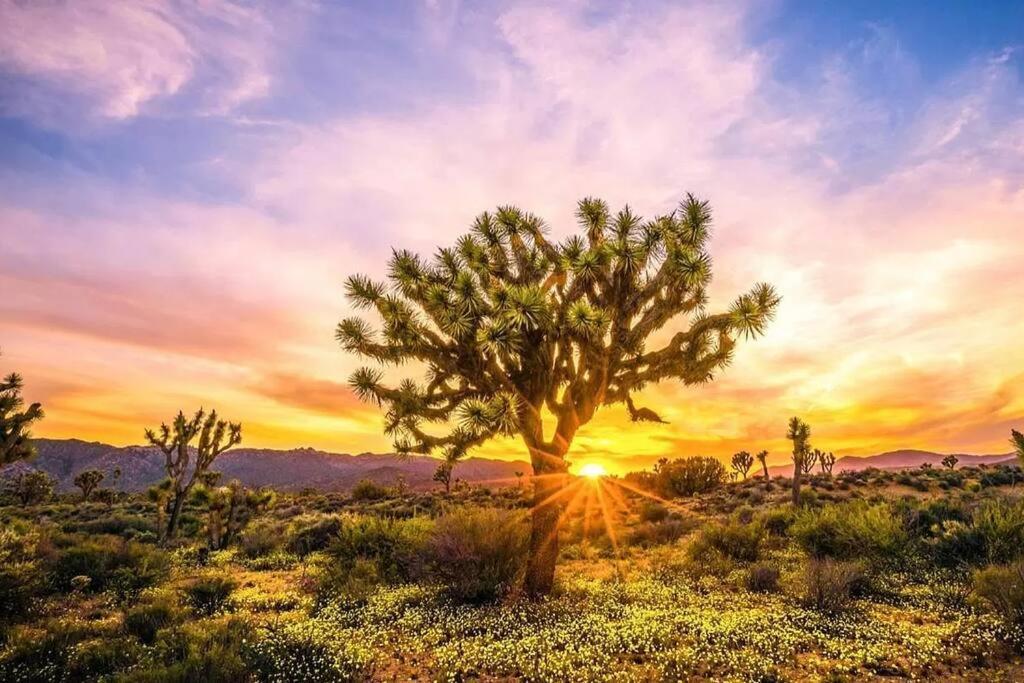 The Desert Nomad Retreat In Joshua Tree Village Εξωτερικό φωτογραφία